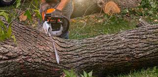 Best Seasonal Cleanup (Spring/Fall)  in Garwood, NJ