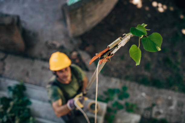 Best Tree Cabling and Bracing  in Garwood, NJ