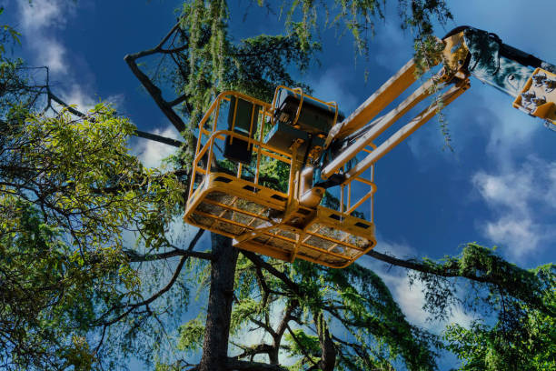 Best Tree Health Inspection  in Garwood, NJ