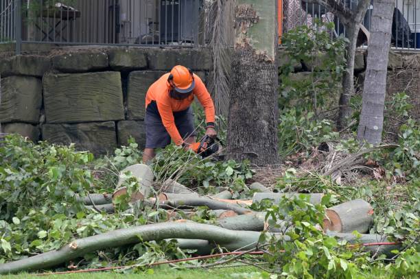 How Our Tree Care Process Works  in  Garwood, NJ