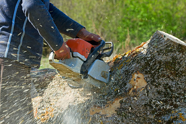 Best Hazardous Tree Removal  in Garwood, NJ
