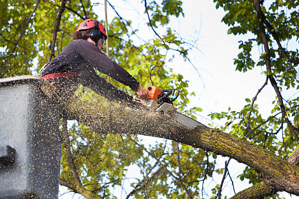 Best Tree Disease Treatment  in Garwood, NJ