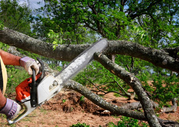 Best Tree Maintenance Programs  in Garwood, NJ